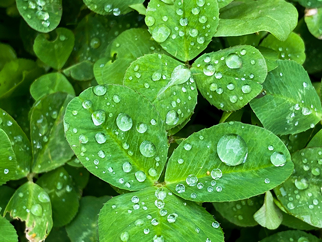 green leaves